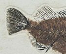 Priscacara Fossil Fish On Large Plate #7514-2